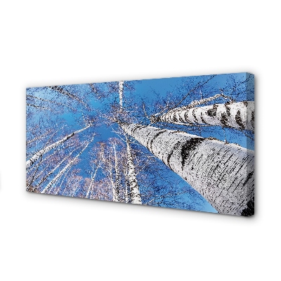 Quadro em tela Céu de bétula