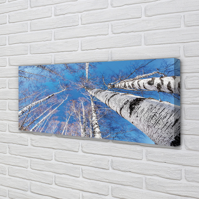 Quadro em tela Céu de bétula