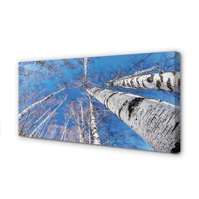 Quadro em tela Céu de bétula