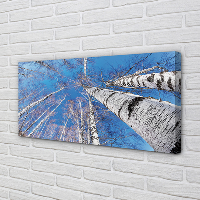 Quadro em tela Céu de bétula