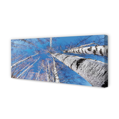 Quadro em tela Céu de bétula