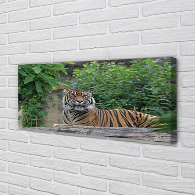 Quadro em tela Floresta do Tigre