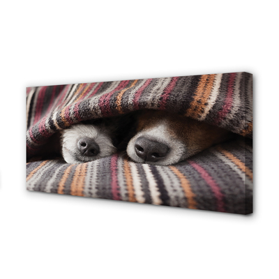 Quadro em tela Cães dormindo