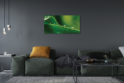 Pintura em tela Gotas de grama macro