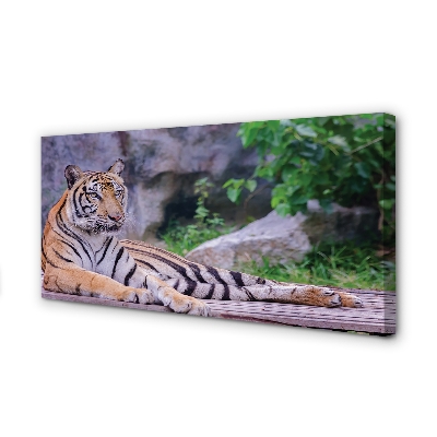 Quadro em tela Tigre no zoológico