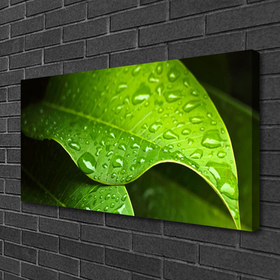 Quadro canvas Gotas de Orvalho Folha