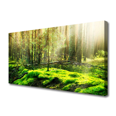 Quadro canvas Natureza da Floresta de Musgos