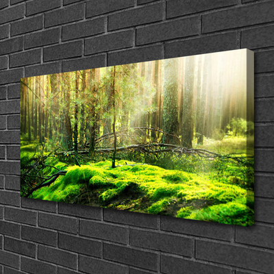 Quadro canvas Natureza da Floresta de Musgos