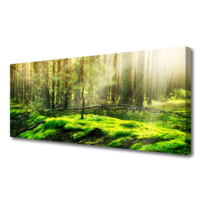 Quadro canvas Natureza da Floresta de Musgos