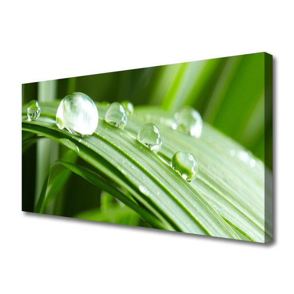 Quadro canvas Gotas de orvalho das folhas