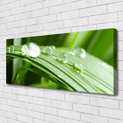 Quadro canvas Gotas de orvalho das folhas