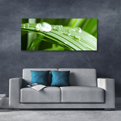 Quadro canvas Gotas de orvalho das folhas