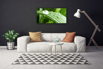 Quadro canvas Gotas de orvalho das folhas