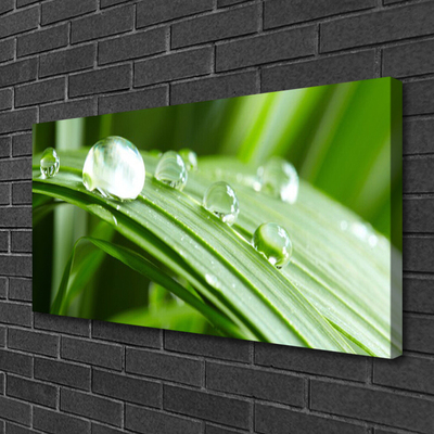 Quadro canvas Gotas de orvalho das folhas