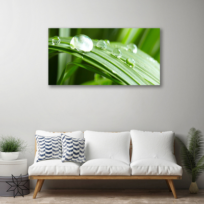 Quadro canvas Gotas de orvalho das folhas