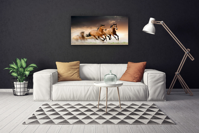 Quadro canvas Cavalos Animais
