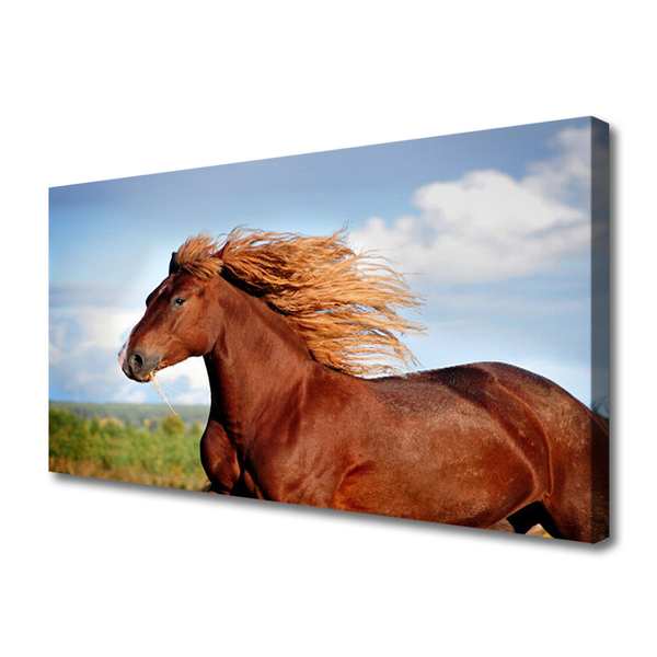 Quadro canvas Animais Cavalos