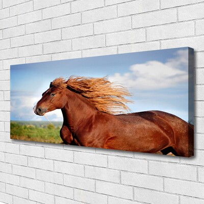 Quadro canvas Animais Cavalos