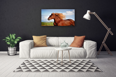 Quadro canvas Animais Cavalos