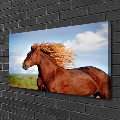 Quadro canvas Animais Cavalos