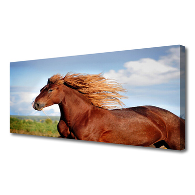 Quadro canvas Animais Cavalos