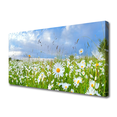 Quadro canvas Natureza do Prado Daisy