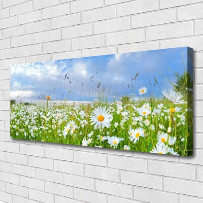 Quadro canvas Natureza do Prado Daisy