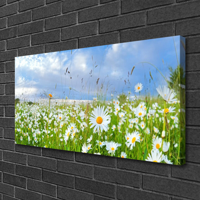 Quadro canvas Natureza do Prado Daisy