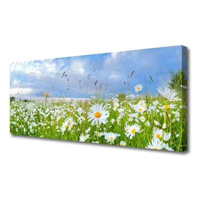 Quadro canvas Natureza do Prado Daisy