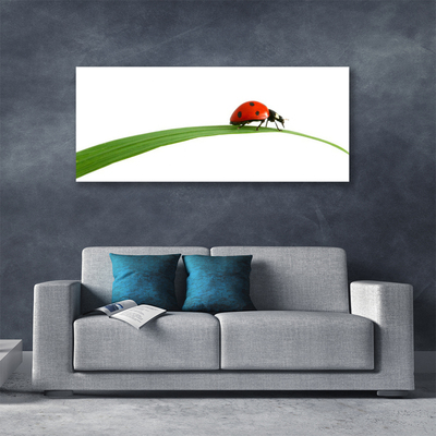 Quadro canvas Joaninha Natureza