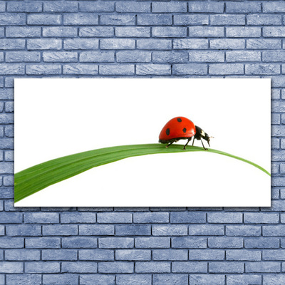 Quadro canvas Joaninha Natureza