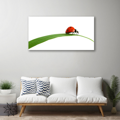Quadro canvas Joaninha Natureza