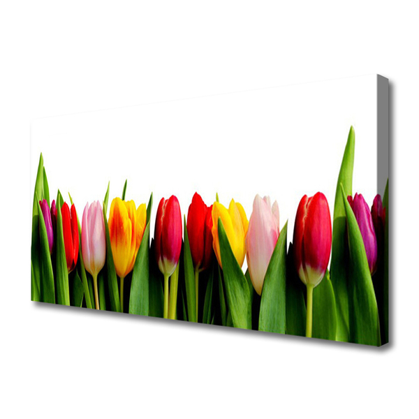 Quadro canvas Planta de tulipas