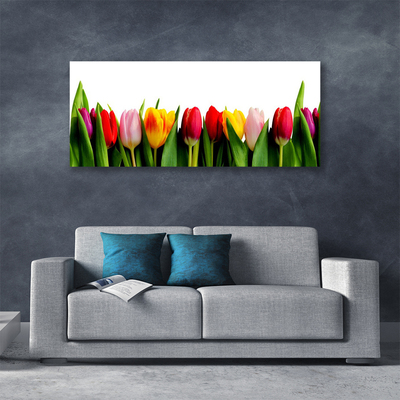 Quadro canvas Planta de tulipas