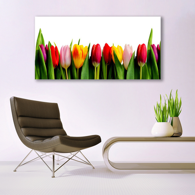 Quadro canvas Planta de tulipas