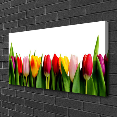 Quadro canvas Planta de tulipas