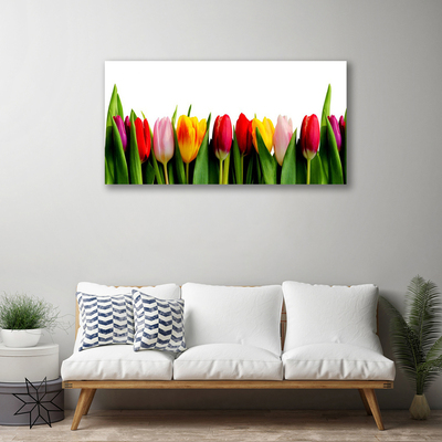 Quadro canvas Planta de tulipas