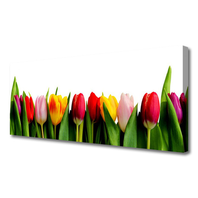 Quadro canvas Planta de tulipas