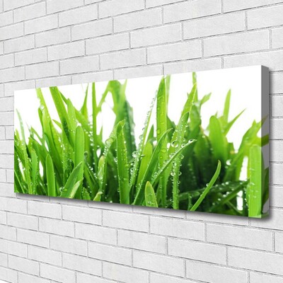 Quadro canvas Planta de grama