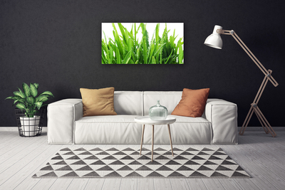 Quadro canvas Planta de grama