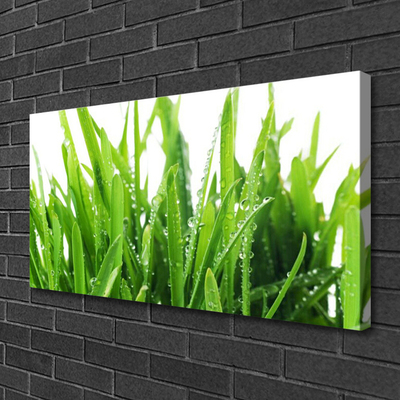 Quadro canvas Planta de grama