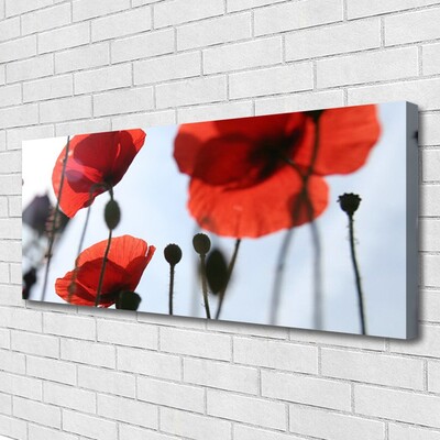 Quadro em tela Planta de papoulas