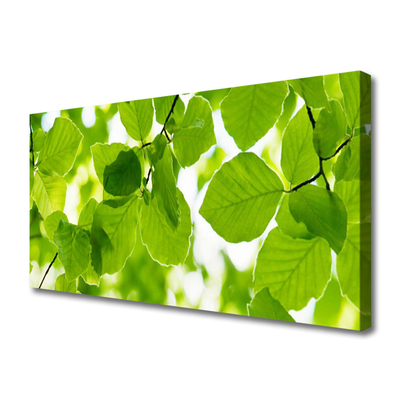 Quadro canvas Folhas Natureza Planta