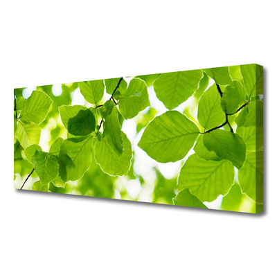 Quadro canvas Folhas Natureza Planta