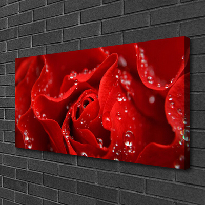 Quadro canvas Rosa Flor Planta Natureza