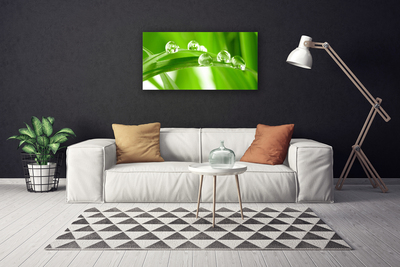 Quadro em tela Folhas Natureza Planta