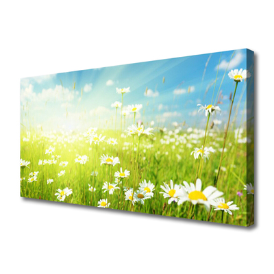Quadro canvas Natureza do Prado Daisy