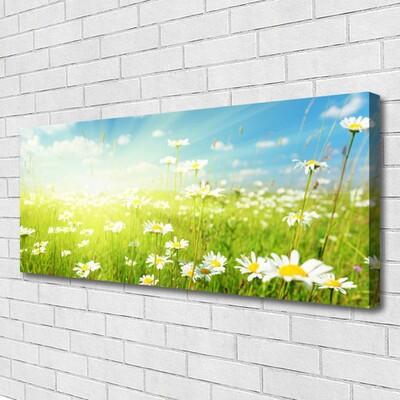 Quadro canvas Natureza do Prado Daisy