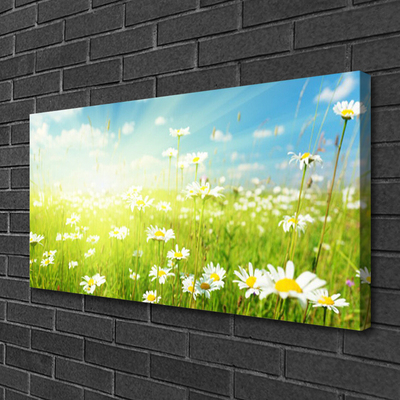 Quadro canvas Natureza do Prado Daisy