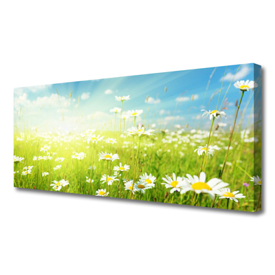 Quadro canvas Natureza do Prado Daisy